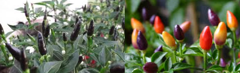 Multi coloured chillies growing on plant